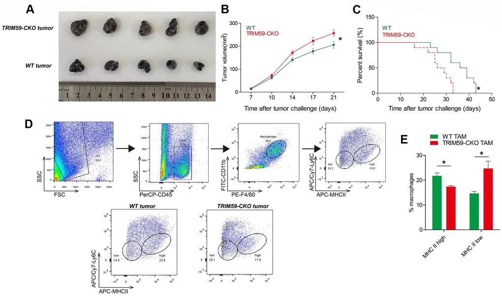 TRIM59-/- macrophages promote B16-F10 tumor growth. (A) Representative images of B16-F10 tumors from three independent experiments. Wild-type mice or TRIM59-CKO mice were inoculated subcutaneously with B16-F10 cells, and sacrificed 28 days later. n = 5 mice per group. (B) Mean tumor volume in the different experimental groups. (C) Overall survival in WT mice and TRIM59-CKO mice implanted with B16 melanoma allografts. n = 10 mice per group. (D) Phenotypic screening of TAMs. Representative FACS plots from WT and TRIM59-CKO mouse macrophages. (E) Flow cytometry analysis of macrophage subpopulations based on Ly6C and MHCII expression. Data are represented as mean ± SD. *p