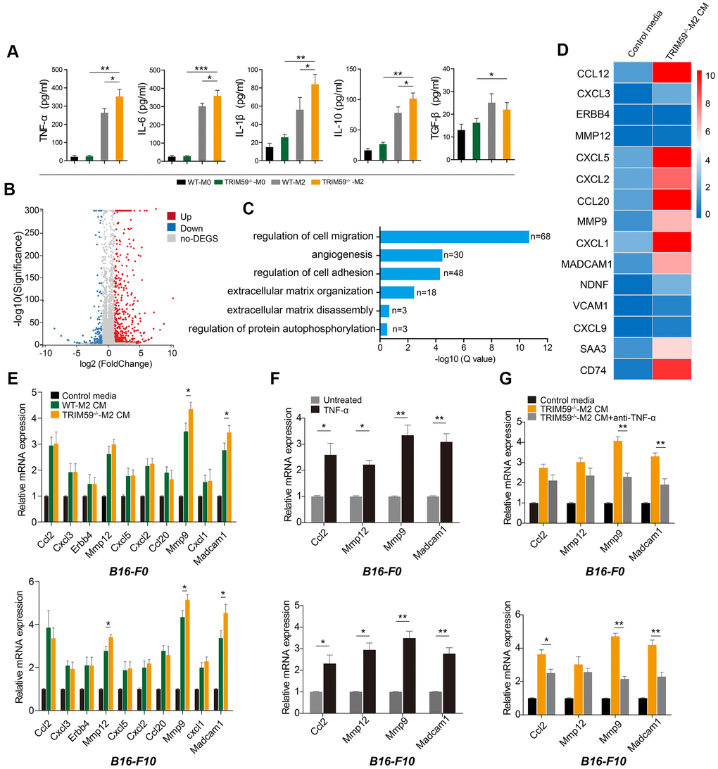 CM from TRIM59-/--M2 contains TNF-α and induces expression of ccl2, MMP-12, MMP-9, and Madcam1 in melanoma cells. (A) ELISA detection of cytokines in culture supernatants from WT-M0, TRIM59-/--M0, WT-M2, and TRIM59-/--M2 macrophages. Data are represented as mean ± SD. *ppp-/--M2 group. (B) Scatter plots showing DEGs detected in B16-F10 cells treated with TRIM59-/--M2 CM. (C) GO enrichment analysis of DEGs identified in B16-F10 cells exposed to TRIM59-/--M2 CM. (D) Top 15 DEGs. (E) qRT-PCR detection of the top 10 DEGs in cells treated with control media, WT-M2 CM, orTRIM59-/--M2 CM. Data are represented as mean ± SD. *pF) qRT-PCR detection of ccl2, MMP-12, MMP-9, and Madcam1 expression in B16-F0 and B16-F10 cells treated with or without TNF-α. Data are represented as mean ± SD. *ppG) qRT-PCR detection of ccl2, MMP-12, MMP-9, and Madcam1 expression in B16-F0 and B16-F10 cells treated with control media, TRIM59-/--M2 CM, or TRIM59-/--M2 CM containing a neutralizing TNF-α antibody. Data are represented as mean ± SD. *pp