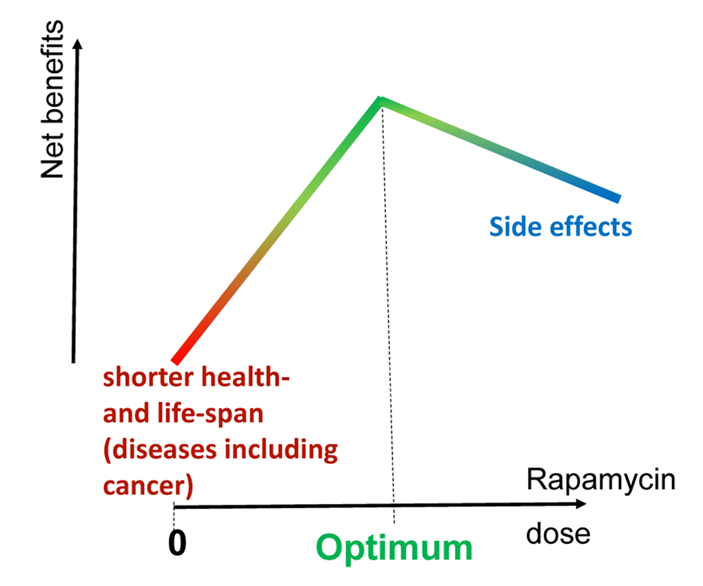 Optimal dose of rapamycin for maximal net benefits. Life extension by rapamycin is dose-dependent in rodents. The higher the dose, the higher the anti-aging benefits, including cancer prevention and life extension. In humans, side effects are dose-dependent and net benefits could potentially decrease at very high doses. This point of the highest net benefit is the optimal dose. The optimal dose varies in different individuals due to the variability of potential side effects. Thus, the optimal dose in a particular individual is determined by the emergence of side effects. The treatment can be viewed as life-long phase I/II clinical trial.