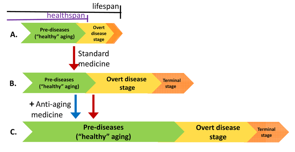 Effects of standard and anti-aging medicine on health- and life-span. (A) The relationship between health- and life-span. Aging is a sum of all age-related diseases, pre-diseases and pre-pre-diseases. Before overt age-related diseases become apparent, there is a seemingly healthy period of aging (so-called healthy aging). Starting from adulthood, pre-pre-diseases progress towards pre-diseases and then towards overt diseases. Unless treated with modern standard medical practice, the diseased stage is relatively brief. From (A) to (B) Standard medical treatment is usually started when overt diseases are diagnosed. Standard medicine extends life span mostly by preventing death from diseases, thus extending “unhealthy” phase of life, especially terminal stages of diseases, characterized by organ damage, failure and loss of functions. Standard medicine extends lifespan. From (B) to (C) Anti-aging medicine is most effective at the stage of pre-diseases and initial stages of diseases, characterized by increased functions before complications and organ damage occur. In terminal stages of deadly diseases, anti-aging therapy may not be useful. Thus, anti-aging medicine increases both health span and life span. Anti-aging medicine and standard medicine are additive when aging becomes unhealthy. The schema is simplified because, in reality, age-related diseases start at different ages (presbyopia vs sarcopenia), progress at different paces (atherosclerosis vs cancer), and most are not lethal, and some are well treated (cataract). Therefore, healthspan is an abstraction.
