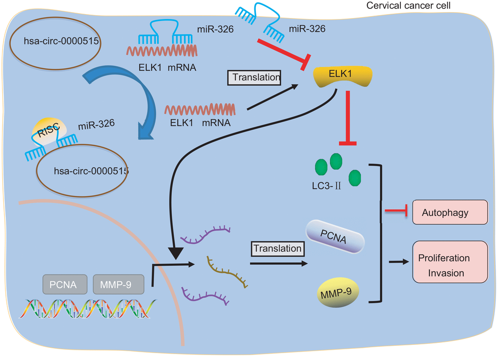 Image showing the underlying mechanism of how hsa