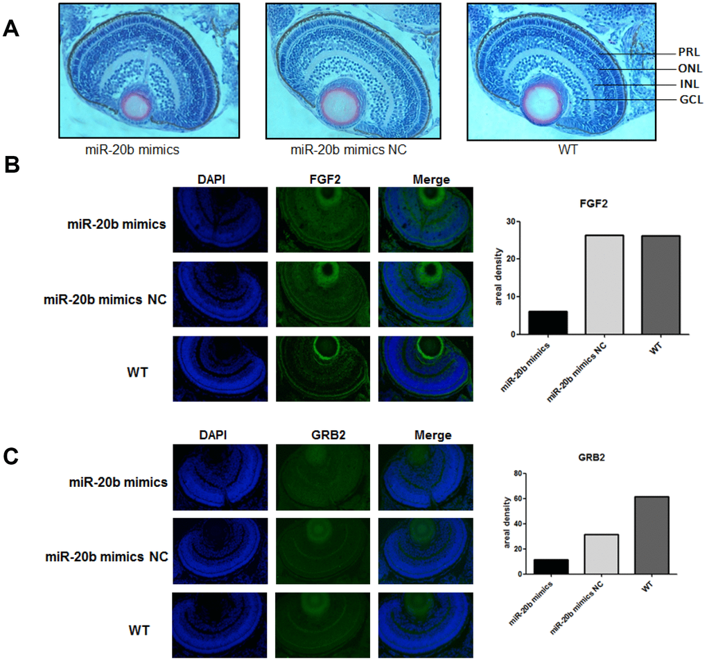 The zebrafish model confirms the inhibitory effect of miR-20b. (A) Observation of retinal tissue sections at 96hpf. We found that in the miRNA-20b mimic group, there were fewer cells in the photoreceptor layer than in the control and wild groups, and the arrangement of cells was disordered. PRL: Photoreceptor layer, ONL: Outer nuclear layer, INL: Inner nuclear layer, GCL: Ganglion cell layer. (B, C) Immunofluorescence detected decreased FGF2 and GRB2 brightness compared to controls. Relative fluorescence values were analyzed using Imagej software (*P