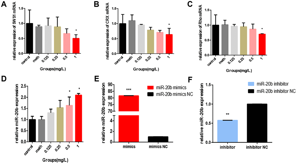 PCB1254 inhibits the expression of related genes. (A–C) Total RNA was isolated from 661W cells exposed to different concentrations of PCBs for 24 hours. Photoreceptor cell-specific gene (SWS1, CRX, Rho) expression levels were measured by real-time RT-PCR. The results showed that: As PCB concentration increased, RNA Expression levels gradually decreased (statistically significant in the 1 mg/L group). (D) After 24 hours of exposure, total RNA was isolated from the cells and real-time RT-PCR results showed that: expression of miR-20b was increased with increasing concentrations (0.5mg/L group, 1mg/L group was statistically significant), (E–F) Confirmation of miR-20b overexpression and silencing.