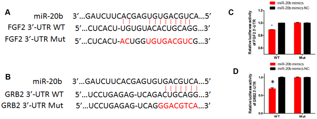 The regulatory relationship between FGF2, GRB2 and miR-20b. (A–B) Diagram of 3’UTR sequences of FGF2 and GRB2 targeted by hsa-miR-20b. (C–D) HEK293T cells grown to 90% confluency were co-transfected with psiCHECK-2-FGF2 or psiCHECK-2-GRB2 reporter, and the indicated concentration of miR-20b mimics or mimics NC; 24 hours after transfection, luciferase activity was detected using Dual-Luciferase Reporter Assay System according to the manufacturer’s instruction.