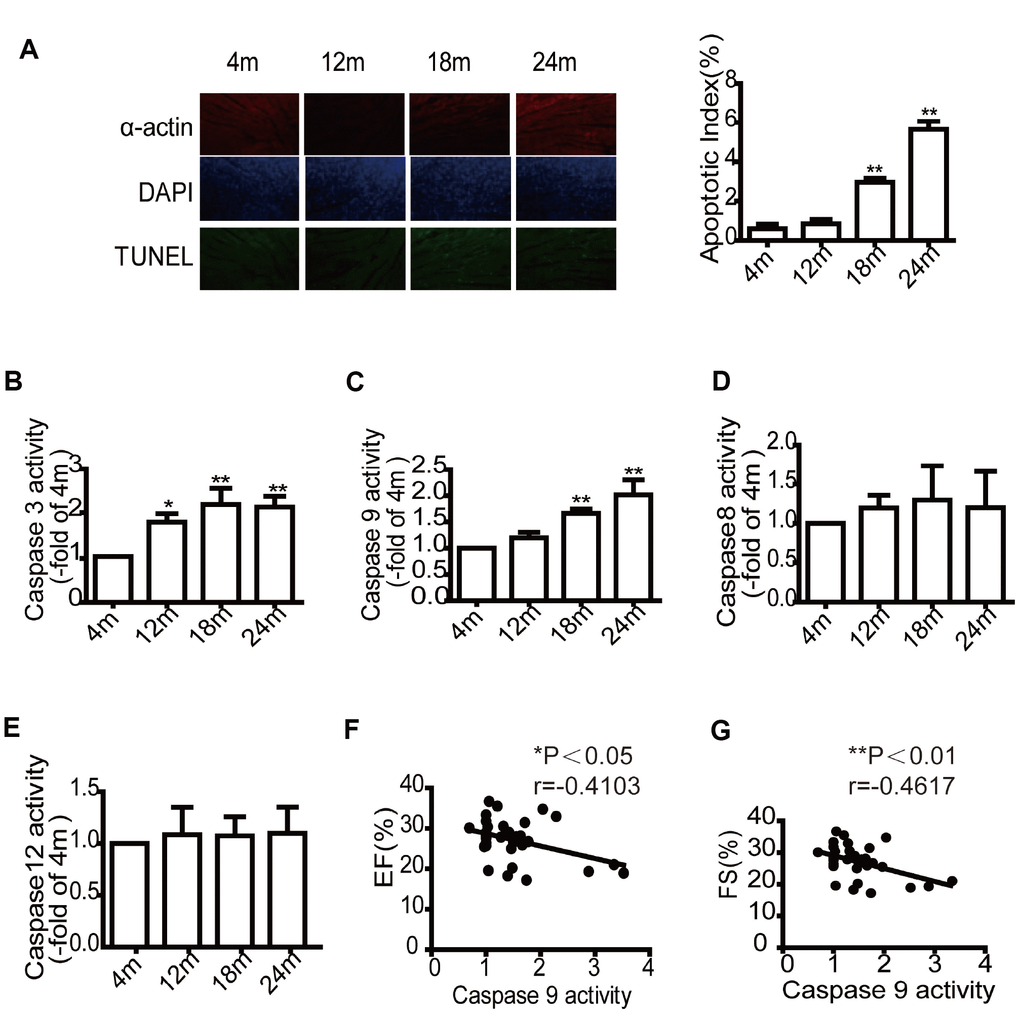 Aging mice exhibit higher cardiomyocytes apoptotic rates and Caspase-9 activity but lower cardiac systolic function. TUNEL labeling and apoptotic index of paraffin-embedded cardiac tissues (A). Evaluation of Caspase-3, Caspase-9, Caspase-8, Caspase-12 activity in mice of different ages (B–E), data are represented as mean +/- SEM. n = 6 per group. *PPvs. 4m. m=month. The correlation analysis between the expression of Caspase- 9 activity and ejection fraction (EF, %) (F). The correlation analysis between the Caspase -9 activity and fractional shortening (FS, %) (G). n=32.