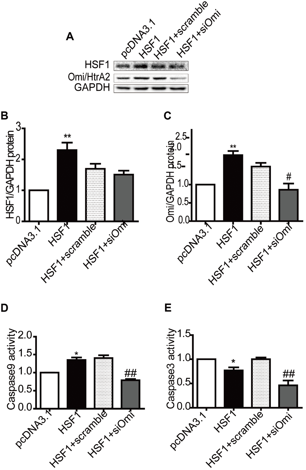 Overexpression of HSF1 participates in mitochondrial apoptosis by regulating Omi/HtrA2 expression in H9C2 cells. HSF1 expression increased after transfection of plasmid pcDNA3.1, which was not affected by RNAi Omi/HtrA2 (A, B). Omi/HtrA2 protein expression increased after transfection of plasmid pcDNA3.1, which decreased after RNAi Omi/HtrA2 (A, C). Caspase -9 activity was induced by HSF1 overexpression, which was reversed after transient transfection of si-Omi/HtrA2 (D). Caspase-3 activity was suppressed by HSF1 overexpression, but similar change was detected after RNAi using Omi/HtrA2 (E). Data are represented as mean +/- SEM. *PPvs. pcDNA3.1, #P##Pvs. HSF1+scramble, n = 4.