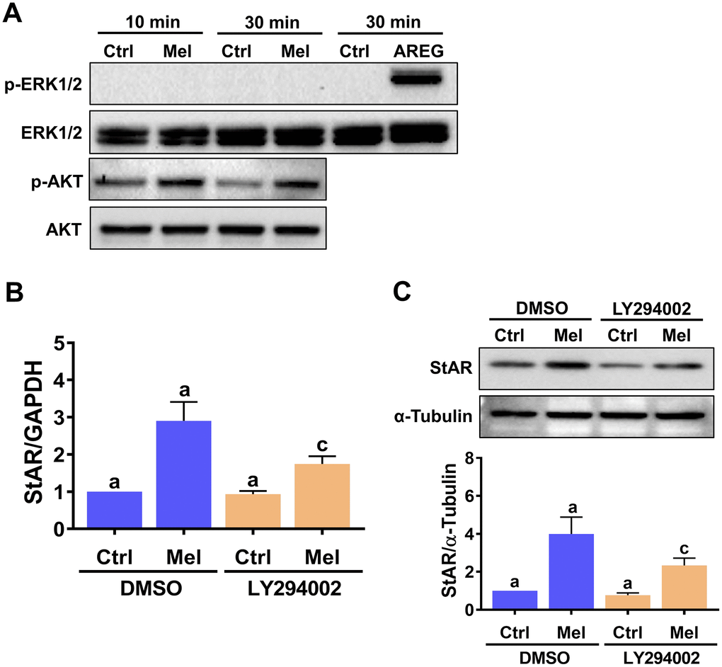 Melatonin-induced StAR expression is partly mediated by PI3K/AKT activation. (A) hGL cells were treated with 500 μM melatonin for 10 or 30 min, and both total and phosphorylated ERK1/2 and AKT expression was determined by western blot. Cells treated with 100 ng/mL amphiregulin (AREG) were used as positive control for ERK1/2 phosphorylation. (B, C) hGL cells were pre-treated with vehicle control (DMSO) or 10 μM LY294002 for 30 min and then exposed to 500 μM melatonin for 24 h. StAR mRNA (B) and protein (C) levels were examined by RT-qPCR and western blot, respectively. Results are expressed as the mean ± SEM of 3 independent experiments. Values without a common letter are significantly different (p 