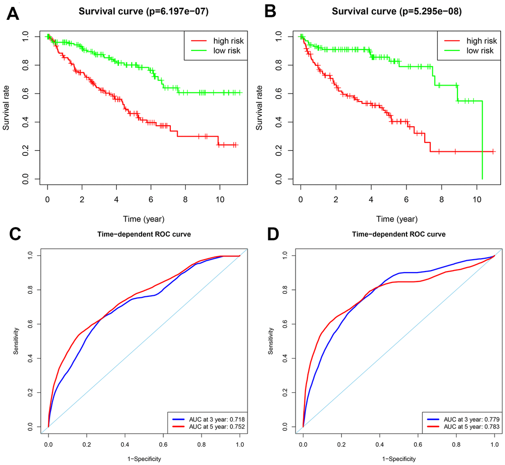 Analysis of OS and DFS prognostic risk models in training group ccRCC patients. (A) Kaplan-Meier survival curve analysis of OS in the high-risk (red line) and low-risk (green line) ccRCC patients in the training group. (B) Kaplan-Meier survival curve analysis of disease-free survival (DFS) in the high-risk (red line) and low-risk (green line) ccRCC patients. (C) Time-dependent ROC curves show area under curve (AUC) values at 3-year (blue) and 5-year (red) OS in the training group ccRCC patients. (D) Time-dependent ROC curves show AUC values at 3-year (blue) and 5-year (red) DFS in the training group ccRCC patients.