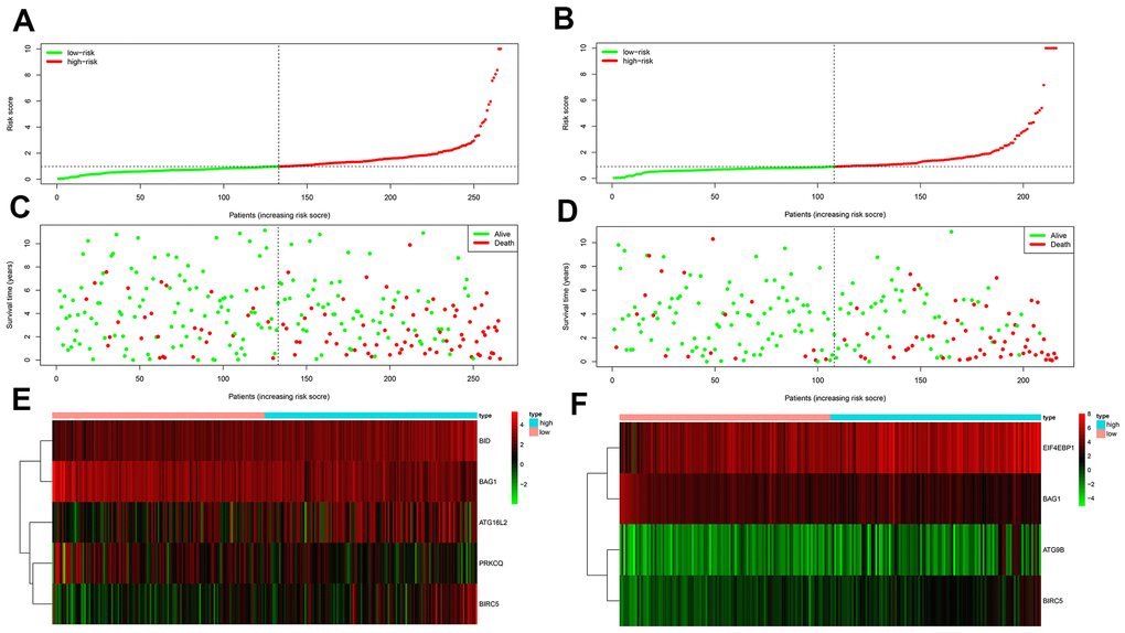 Prognosis of high-risk and low-risk training group ccRCC patients. (A) Risk score distribution of high-risk (red) and low-risk (green) ccRCC patients in the OS model. (B) Risk score distribution of high-risk (red) and low-risk (green) ccRCC patients in the DFS model. (C) Scatter plot shows the survival status of ccRCC patients in the OS model. Red dots denote patients that are dead and green dots denote patients that are alive. (D) Scatter plot shows survival status of ccRCC patients in the DFS model. Red dots denote patients that are dead and green dots denote patients that are alive. (E) Expression of risk genes in the high-risk (blue) and low-risk (pink) training group ccRCC patients in the OS model. (F) Expression of risk genes in the high-risk (blue) and low-risk (green) training group ccRCC patients in the DFS model. The color code for gene expression in E and F shows green denoting lowest expression and red denoting highest expression