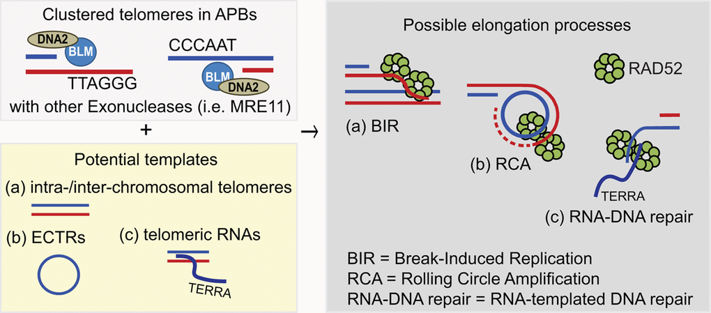Schematic models for human ALT pathway.