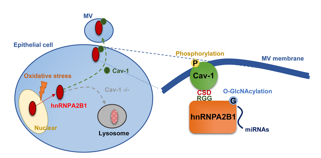 Cav-1 is required for packaging hnRNPA2B1-bound miRNA into MVs. Oxidative stress triggers the exportation of hnRNPA2B1, followed by the formation of cav-1/hnRNPA2B1 complex via cav-1 CSD to hnRNPA2B1 RGG domain. Cav-1 phosphorylation and hnRNPA2B1 O-GlcNacylation are responsible for sorting selected miRNAs into MVs. In the absence of cav-1, exported hnRNPA2B1 preferentially goes to the lysosomal degradation pathway.