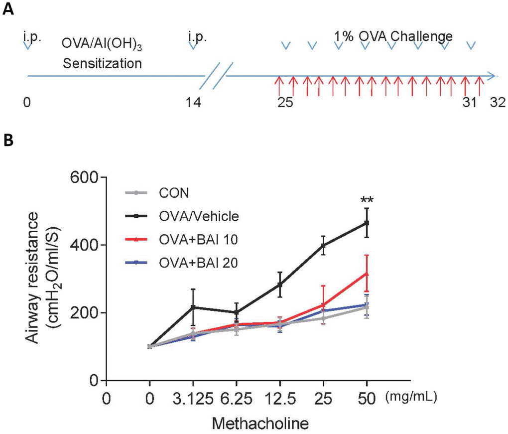 Baicalein relieves OVA-induced AHR in mice. (A) The construction of a model of OVA-induced allergic airway inflammation. Mice were sensitized by OVA/Al(OH)3 on day 0 and day 14, while from days 25 to 31, the mice were exposed to 1% OVA aerosol for 7 consecutive days. (B) Airway responsiveness was assessed as the mean response of mechanically ventilated mice to increased doses of Mch (mean ± SEM; n = 6 per group; **P 