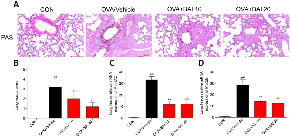 Baicalein attenuates OVA-induced mucus production. Goblet cell hyperplasia and mucin gene expression were used to measure mucus production in mice. (A) PAS staining was performed to identify goblet cell hyperplasia in the airway epithelium. Images are shown at 200× magnification with a scale bar representing 100 μm. (B) Quantification of mucus-producing goblet cells in lung tissues detected by PAS staining. The mRNA levels of the mucus-related genes MUC5AC (C) and MUC5B (D) were quantified by RT-qPCR and normalized to those of β-actin (n = 6 mice per group; ##P *P **P 