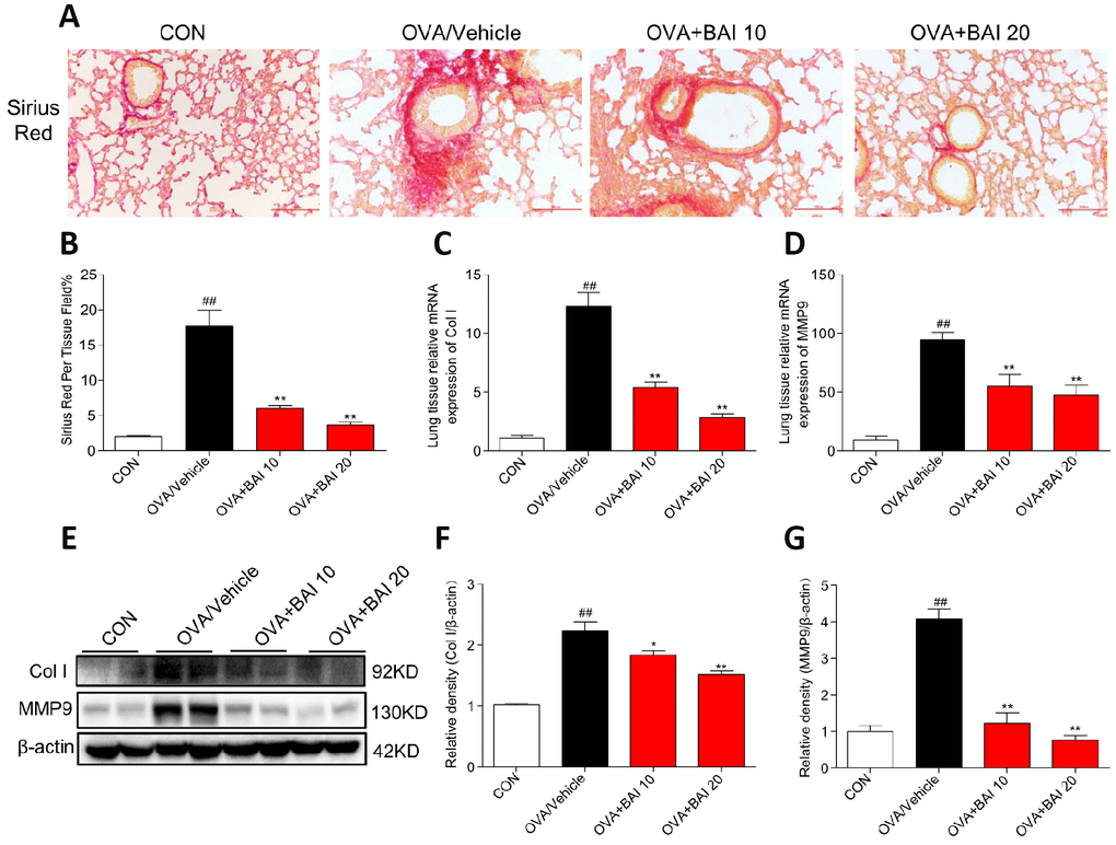 Baicalein suppresses continuously OVA challenge induced collagen deposition. (A) Lung tissue sections were stained with Sirius Red to assess collagen deposition. Images are shown at 200× magnification with a scale bar representing 100 μm. (B) A bar graph showing quantified collagen deposition areas (%) detected by Sirius Red staining. (C–D) Expression levels of collagen I (Col I) and MMP9 in the lung tissues of mice in each group were determined by RT-qPCR. Lung tissues from each group were extracted for western blotting to analyze collagen I and MMP-9 expression, with β-actin used as a loading control. Proteins from three mouse lung tissues were pooled together, n = 6 in one group (F–G). The results are presented as the mean ± SEM; ##P *P **P 