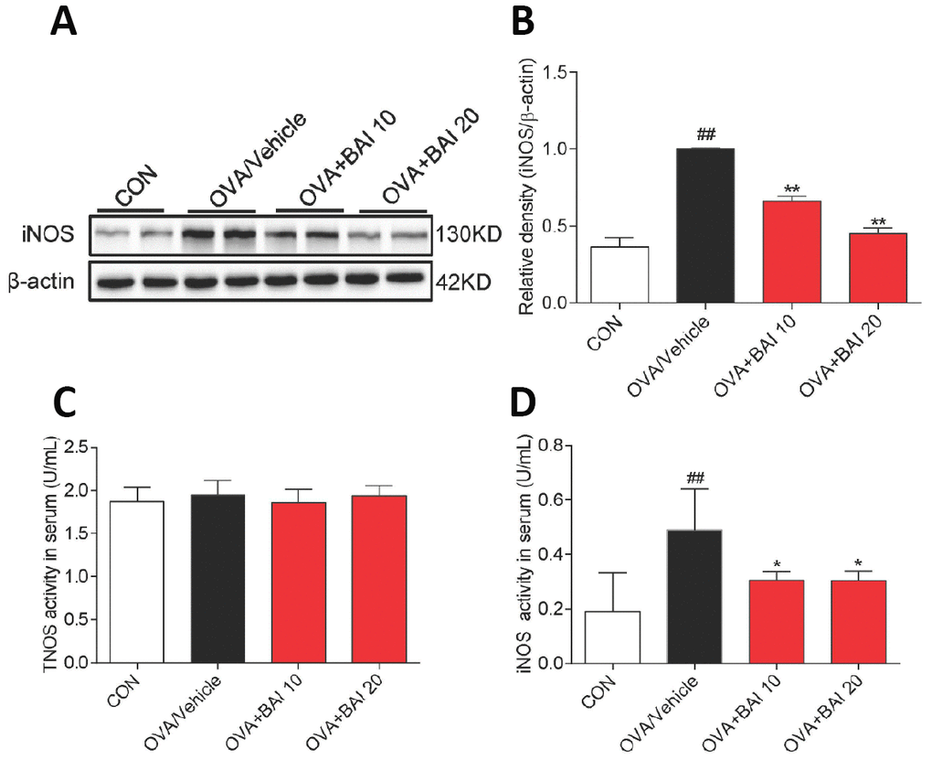 iNOS expression and activity are suppressed upon Baicalein treatment. (A) The expression of iNOS in the total proteins of lung tissues from mice in each group was detected by western blot analysis, and β-actin was used as an internal control. Proteins from three mouse lung tissues were pooled together. n = 6 in one group. (B) A bar graph shows the quantification of iNOS and β-actin by densitometry. Total NO synthase (TNOS, C) and inducible NO synthase (iNOS, D) activities in mouse serum were measured using an NOS Assay Kit (Error bars represent the mean ± SEM; ##P  compared with the control group; **P  compared with the OVA/Vehicle group).