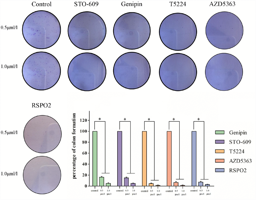 Clonogenicities in Petri dishes with different dose of T5224, RSPO2, AZD5363, Geinpin, and STO-609.