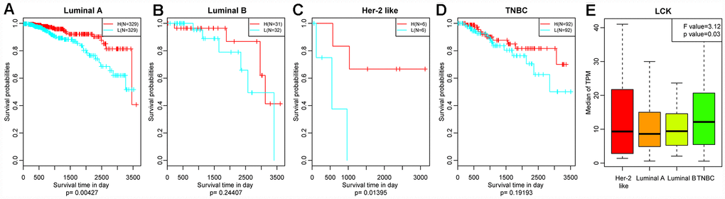 Relationship between the LCK metagene score and prognosis. (A) Luminal A subtype, (B) Luminal B subtype, (C) Her-2-like subtype, (D) TNBC subtype. Data were analyzed in KM plotter. H: high LCK metagene score; L: low LCK metagene score. The log-rank p values are shown. (E) LCK metagene scores of patients with different breast cancer subtypes. Data are presented as the mean ± SEM.