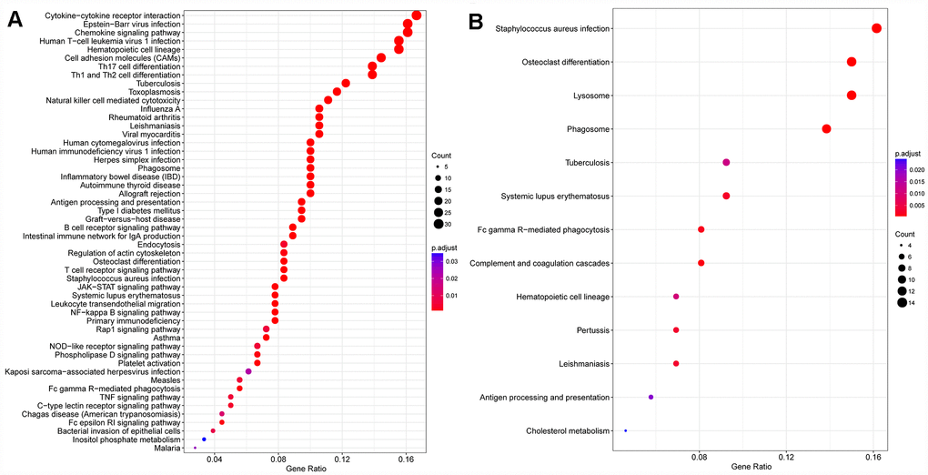 Gene KEGG pathway enrichment analysis. (A) Red module, (B) magenta module.