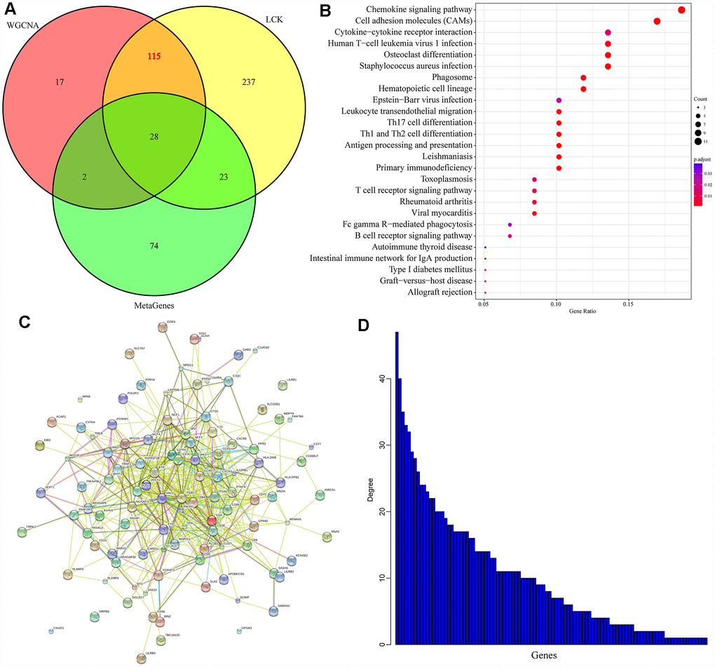 Prognostic markers related to the immune microenvironment of breast cancer. (A) Co-expressed genes that significantly correlated with gene members of the LCK metagene in terms of their mRNA levels. (B) KEGG enrichment analysis of the 115 genes. (C) Protein interaction networks of the 115 genes. (D) The degree distribution of nodes in the network.
