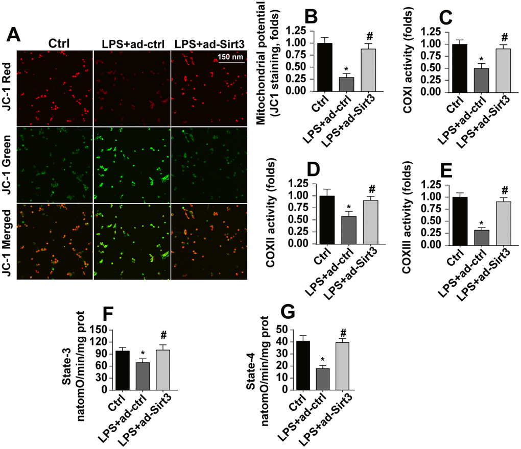 Sirt3 overexpression attenuates LPS-mediated mitochondrial damage in BV-2 cells. (A, B) Mitochondrial membrane potential was measured by analyzing red-to-green fluorescence intensity ratios for the JC-1 probe. (C, E) An ELISA assay was used to evaluate alterations in the mitochondrial respiratory complex of BV-2 cells after exposure to LPS stress. (F, G) Mitochondrial state-3 and state-4 respiration were measured by ELISA. BV-2 cells were treated with LPS and/or transfected with Sirt3 adenovirus. *P