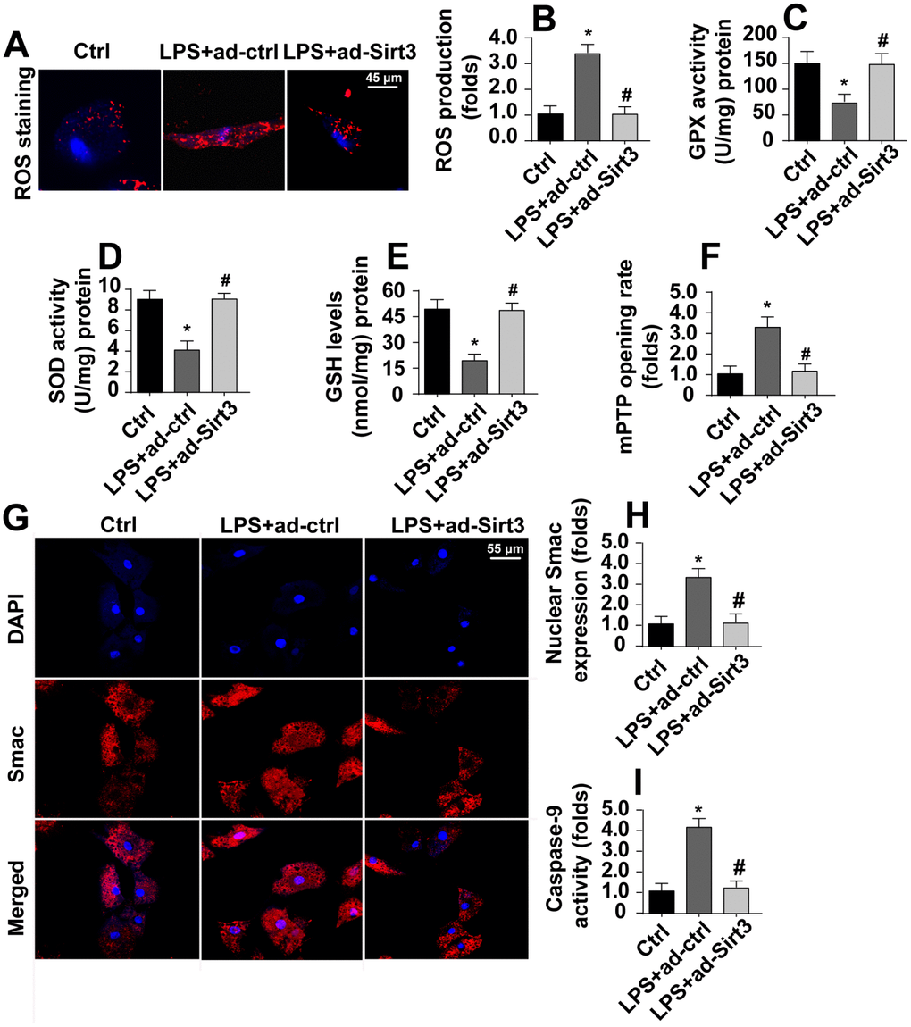 Sirt3 inhibits LPS-induced mitochondrial apoptosis. (A, B) ROS production was measured via immunofluorescence. BV-2 cells were treated with LPS and/or transfected with Sirt3 adenovirus. (C, E) Levels of cellular antioxidants were determined via ELISA. (F) mPTP opening rate was measured in response to LPS treatment and Sirt3 overexpression. (G, H) Immunofluorescence assay for Smac. Levels of nuclear Smac expression were determined in BV-2 cells treated with LPS and/or transfected with Sirt3 adenovirus. (I) Caspase-9 activity was detected via ELISA. BV-2 cells were treated with LPS and/or transfected with Sirt3 adenovirus. *P