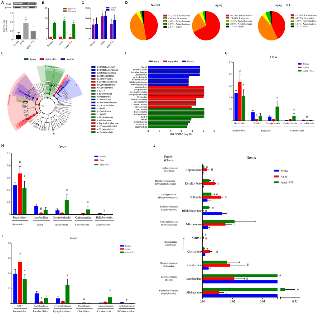 Fructus Ligustri Lucidi (FLL) decreases Nox4 expression and modulates the impaired gut microbiota in aging mice. (A) The representative western blot image and their analysis showed tibias Nox4 expression. (B) Shannon and Simpson diversity indices. (C) Chao 1 and ACE diversity indices. (D) Relative abundances of bacterial operational taxonomy units (OTUs) at the phylum level. LEfSe cladograms (from kingdom to genus) (E) and Linear discriminant analysis (LDA)-derived histogram of differentially abundant taxa (F). Relative abundances of major bacterial OTUs in class (G), order (H), family (I), and genus (J) level. Data are presented as mean ± SD. # compared with the normal group. * compared with the aging model group. p 