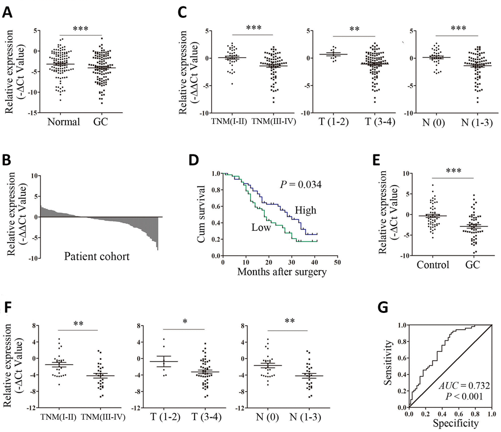 Upregulation of ARHGAP27P1 predicted advanced disease and poorer OS of GC. (A) The ARHGAP27P1 levels in GC tissues and adjacent noncancerous tissues were detected by RT-qPCR (n=112). (B) The fold change of ARHGAP27P1 expression in GC tissues compared with that in the paired noncancerous tissues for each patient. (C) The correlation between ARHGAP27P1 expression and TNM stage, invasion depth and lymphatic metastasis. (D) Kaplan-Meier analysis of OS according to ARHGAP27P1 expression levels. (E) The expression levels of plasma ARHGAP27P1 in GC patients (n=53) and healthy controls (n=53) were detected by RT-qPCR. (F) The correlation between plasma ARHGAP27P1 expression and TNM stage, invasion depth and lymphatic metastasis. (G) The ROC curve of plasma ARHGAP27P1 for diagnosis of GC. *P P P 