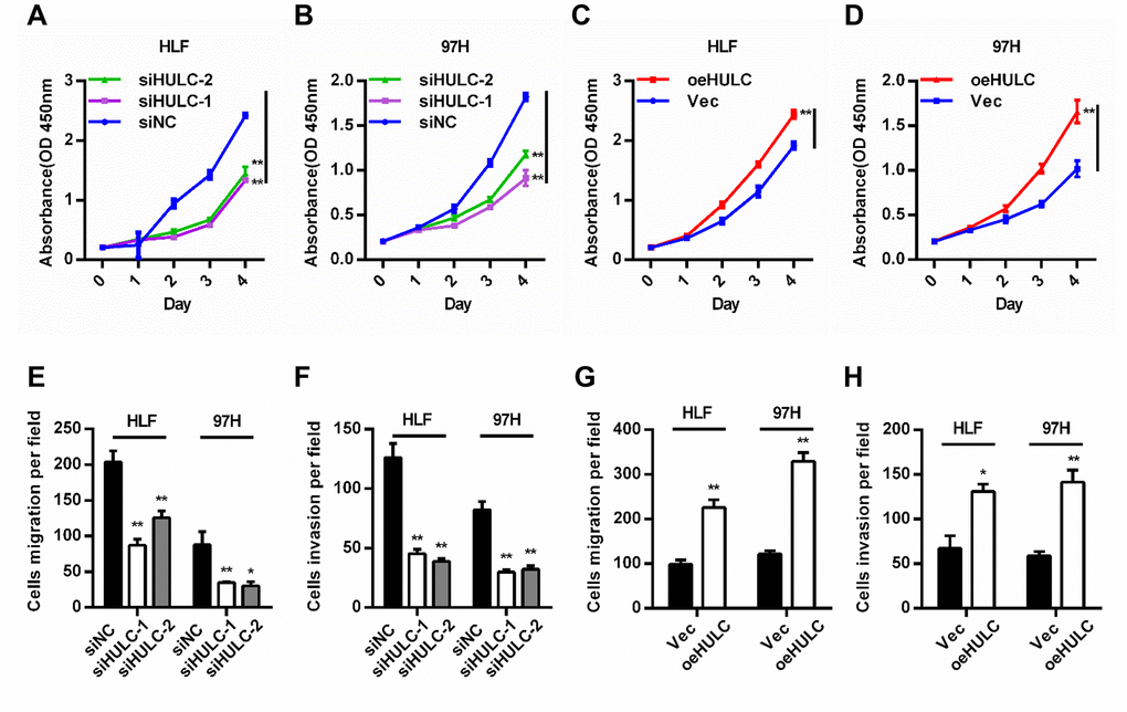 HULC promotes proliferation, migration, and invasion of HCC cells in vitro. (A–D) Viability of HCC cells transfected with siHULC or pcDNA-HULC as measured by CCK8 assays. (E–H) Transwell migration and invasion assays in cells with HULC silencing or overexpression. *P P 
