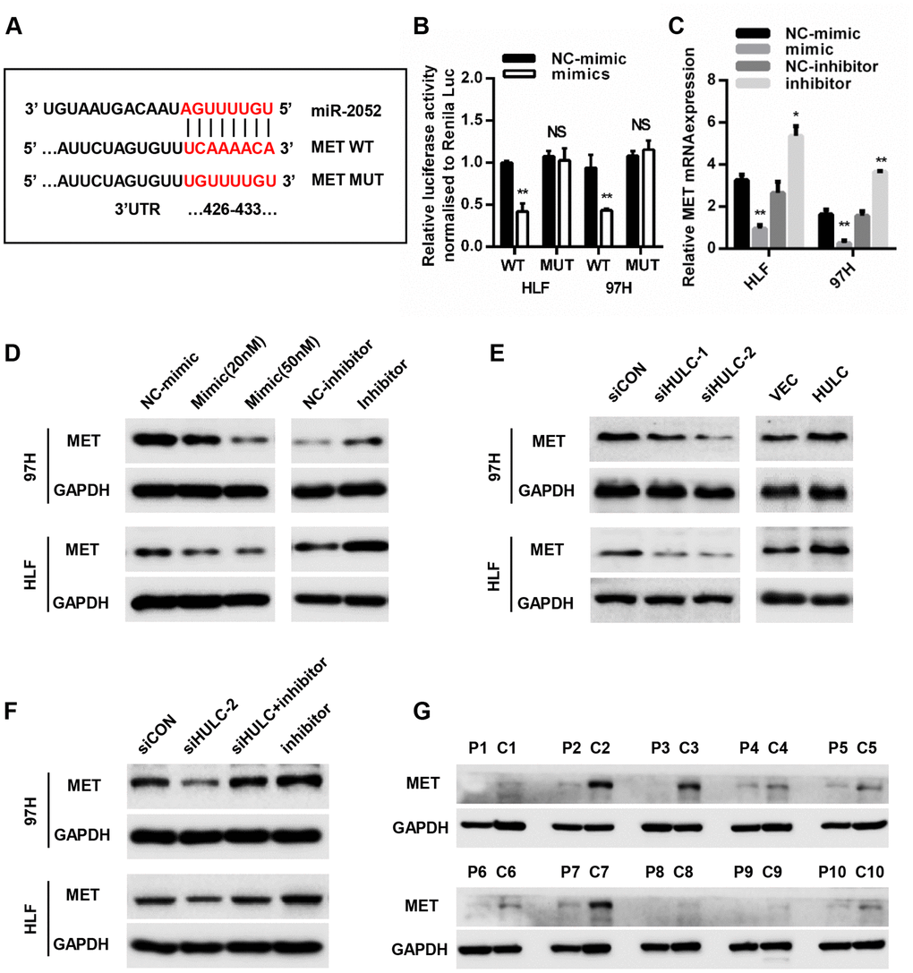 MET is a direct target of miR-2052. (A) Schematic view of miR-2052 putative binding site in the WT and MUT 3′ UTR of MET. (B) Luciferase activity assays in HCC cells transfected with WT and MUT 3′ UTR of MET luciferase reporter plasmids with miR-2052 mimics. (C, D) Relative mRNA and protein levels of MET in HLF and 97H cells after miR-2052 mimics and inhibitors transfection. (E) MET protein levels in HLF and 97H cells after HULC knockdown or overexpression. (F) MET protein levels in HCC cells after HULC knockdown with or without miR-2052 inhibition. (G) MET protein levels in HCC tissues (n=42). *P P 