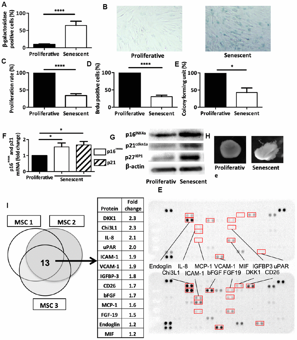 Senescence modulates MSCs intrinsic properties. (A) Beta-galactosidase staining in human MSCs at day 14 after DNA damaged-induced senescence (Senescent) or not (Proliferative). Data are the mean ± SEM (n=5); ****=pB) Representative images of beta-galactosidase staining in proliferative and senescent human MSCs. (C) Proliferation rate (mean ± SEM) in proliferative and senescent human MSCs (n=6); ****=pD) BrdU incorporation in proliferative and senescent human MSCs. BrdU-positive cells relative to all DAPI-positive cells were counted using an optical microscope (mean ± SEM; n=5). ****=pE) Colony forming units in proliferative and senescent human MSCs (mean ± SEM; n=3); *=pF) p16INK4a and p21cdkn1a mRNA expression in human MSCs at day 14 after DNA damaged-induced senescence (Senescent) or not (Proliferative) by RT-qPCR. Data are the fold change relative to proliferative cells (mean ± SEM; n=4 for each condition); *=pG) p16INK4a, p21cdkn1a and p27KIP1 protein expression in human MSCs at day 14 after DNA damaged-induced senescence (Senescent) or not (Proliferative) by western blotting. Representative images of MSCs from n=3 independent donors. (H) Representative images of one cartilage pellet after chondrogenesis induction in proliferating and senescent human MSCs (from n=3). (I) Protein expression profiles of total cell extracts from senescent (bottom) and proliferating (top) human MSCs from three different healthy donors. The table showed the 13 proteins that were overexpressed in all three senescent MSC samples.