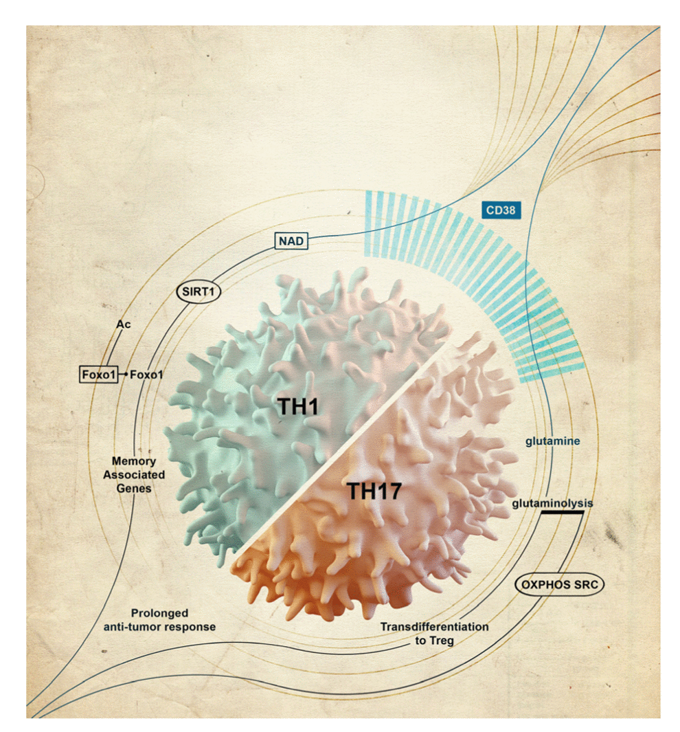 The summary of observation illustrating the unique immunometabolic phenotype of ex vivo generated hybrid TH1/TH17 cells that exhibit reduced CD38 expression, high NAD and long-term tumor control upon adoptive transfer.