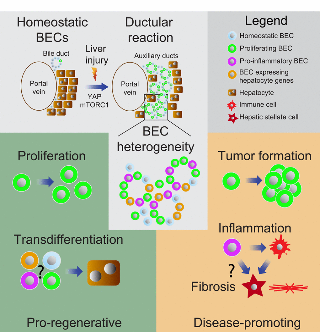 Functional heterogeneity within biliary epithelial cell (BECs) subsets. BECs expand around the portal vein following injury forming auxiliary ducts during a ductular reaction (DR) [2]. Single-cell sequencing revealed heterogeneity within BECs and highlighted distinct subsets with increased proliferate capacity, hepatocyte markers or expression of pro-inflammatory genes [4]. BECs can expand during DR or transdifferentiate into hepatocytes to support liver regeneration [2,3]. However, BECs can also promote inflammation and peribiliary fibrosis, and overt proliferation of malignant transformed BECs results into cholangiocarcinoma formation [7,8].