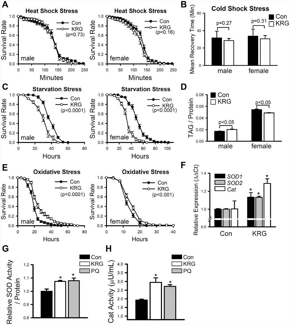 Effect of KRG on stress resistance in fruit flies. Survival of fruit flies fed a KRG-containing diet or a control diet under heat-shock stress (A), starvation stress (C), and oxidative stress (E). (B) Recovery time of flies fed a KRG-containing diet or a control diet after cold-shock (freezing). (D) TAG level of flies fed a KRG-containing diet or a control diet. (F) The mRNA levels of antioxidant enzymes were analyzed in fruit flies fed a KRG-containing diet or a control diet for 7 or 40 days. Enzyme activity of SOD (G) or Cat (H) was measured after KRG or positive control paraquat treatment. *p 