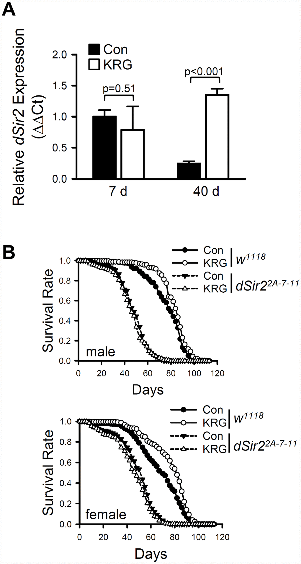Lifespan extension by KRG is mediated through the Sir2 pathway. (A) The mRNA level of dSir2 was analyzed in the whole body of male fruit flies fed a KRG-containing diet or a control diet for 7 or 40 days. (B) Survival of dSir2 null mutant flies (dSir22A-7-11, dashed lines) and control flies (w1118, solid lines) fed a KRG-containing diet (lines with open dots) or a control diet (lines with closed dots).