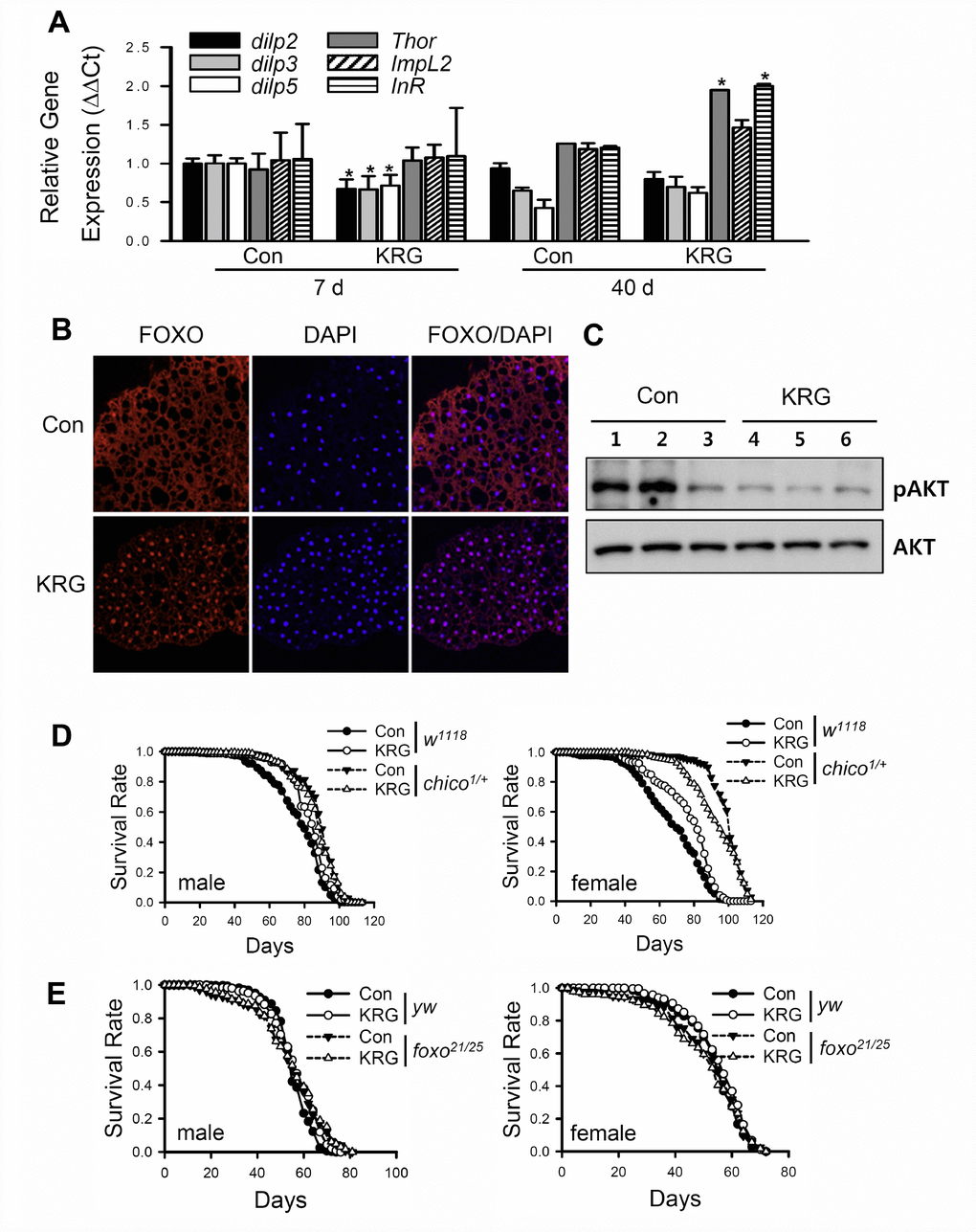 Lifespan extension by KRG is mediated through the IIS pathway. (A) mRNA levels of dilps and target genes of dFOXO were analyzed in fruit flies fed a KRG-containing diet or a control diet for 7 or 40 days. *p B) Translocalization of dFOXO to the nucleus following supplementation of diet with KRG. The abdominal fat body was stained with anti-dFOXO (red) and DAPI (blue). Original magnification is 200×. (C) The level of phosphorylated Akt (pAkt)/Akt of flies fed a KRG-containing diet (lane 4, 5, 6) or a control diet (lane 1, 2, 3). (D) Survival of heterozygous mutant chico flies (chico1/+, dashed lines) and control flies (w1118, solid lines) fed a KRG-containing diet (lines with open dots) or a control diet (lines with closed dots). (E) Survival of transheterozygous mutant dFOXO flies (foxo21/25, dashed lines) and control flies (yw, solid lines) fed a KRG-containing diet (lines with open dots) or a control diet (lines with closed dots).