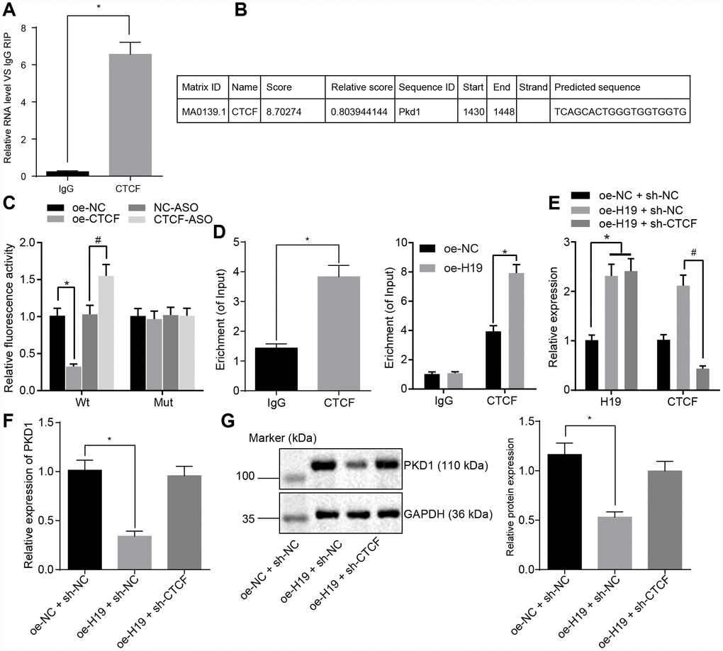 H19 is capable of suppressing the transcriptional level of PKD1 through binding to CTCF. (A) The binding ability of H19 to CTCF assessed by RIP. *, p vs. IgG. (B) The predicted binding site of CTCF on the promoter region of PKD1 through JASPAR (http://jaspar.genereg.net/). (C) The luciferase activity of PKD1-Wt/Mut after transfection of oe-CTCF or CTCF-ASO determined by dual-luciferase reporter gene assay. * p vs. the oe-NC group; # p vs. the NC-ASO group. (D) The binding ability of CTCF to the promoter region of PKD1 evaluated by ChIP assay. * p vs. IgG. (E) The transfection efficiency of oe-H19 and sh-CTCF determined by RT-qPCR. * p vs. the oe-H19 + sh-NC group. (F, G) The mRNA and protein level of PKD1 normalized to GAPDH after overexpressing H19 or knocking down CTCF measured by RT-qPCR and Western blot analysis (the unprocessed blots are shown in Supplementary Figure 2). * p vs. the oe-H19 + sh-NC group. The data were measurement data and expressed by mean ± standard deviation. Data differences between two groups were analyzed by unpaired t-test; comparisons made among multiple groups were analyzed by one-way ANOVA. n = 6. The experiments were repeated three times independently.