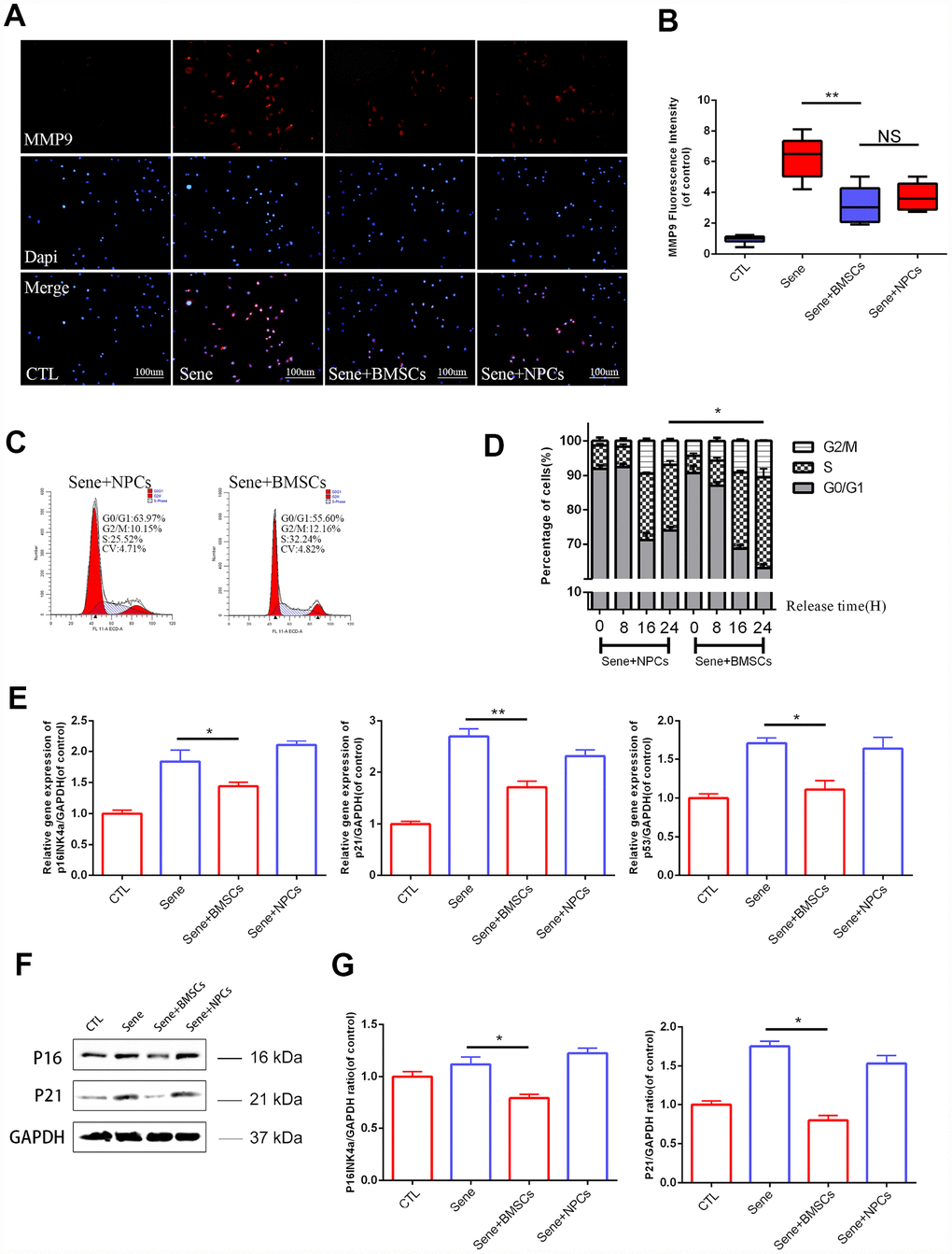 Senescent NPCs’ ECM degradation and cell cycle suppression been alleviated in BMSCs coculture model. (A) Immunofluorescence staining of MMP9 combined with DAPI staining for nuclei. n=5, Scale bar, 50um. (B) MMP9 fluorescence intensities were determined by using Image J software. (C–D) Flow cytometry results between sene +BMSCs and sene +NPCs. n=3 (E) The mRNA expressions of p16Ink4a, p21 and p53 were measured by real time PCR. n=3. (F–G) The protein expressions of P16, P21 were visualized by western blot and quantified by Image J. Values represent means±S.D. Significant differences between different groups are indicated as *P 