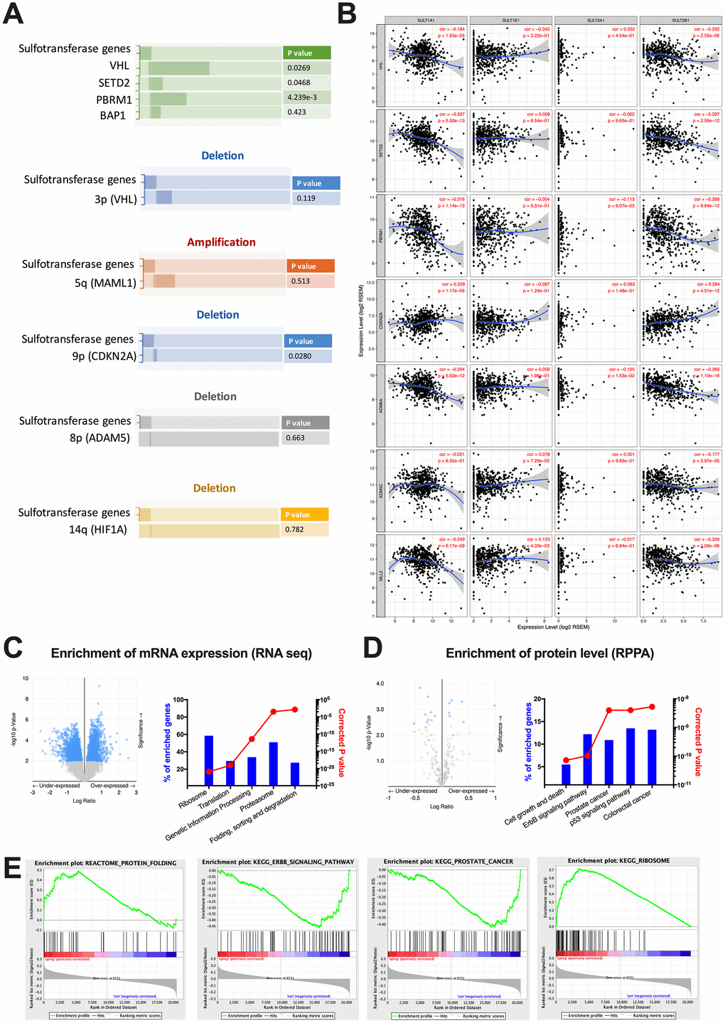 Functional enrichment of steroid SULT gene-altered ccRCC. Reproduced from the TCGA KIRC dataset with cBioPortal platform, shown are (A) Pattern and significances of enrichment of significantly mutated genes and frequent copy number variances indicated by hallmark genes between cases with upregulated or unchanged steroid SULT gene. (B) Correlation of expression level between steroid SULT genes and VHL, SETD2, PBRM1, KDM6A, KDM5C, MLL2 and CDKN2A. (C–D) functional analysis of enriched genes at mRNA (RNA seq) and protein levels (RPPA) generated at cBioPortal (volcano plots on left) and processed at NET-GE platform (bar plots on right) and (E) Select enriched gene sets were validated using the GSEA enrichment analyses.