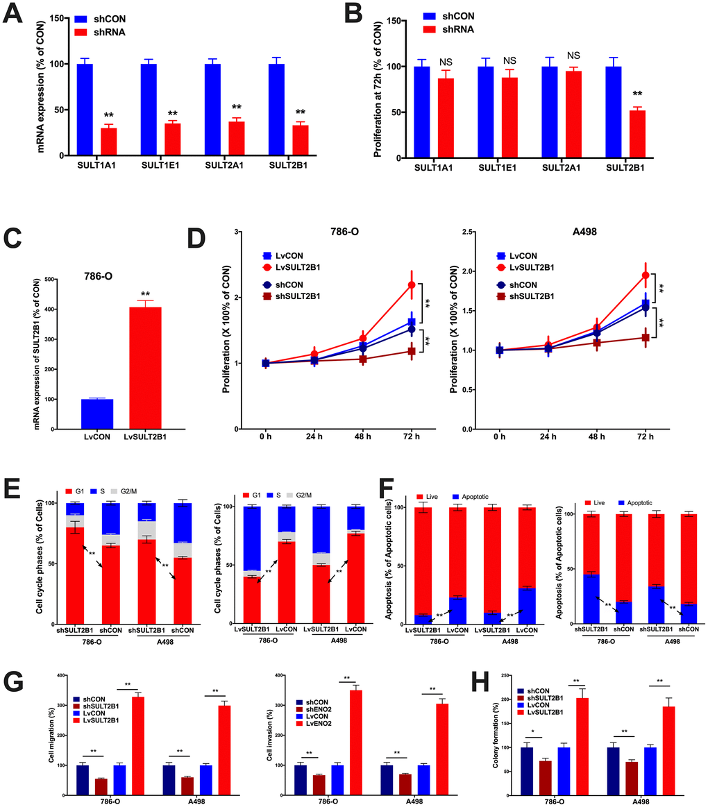 In vitro assays showing functional analysis of SULT genes in ccRCC. (A) shown are efficacies of shRNAs targeting SULT genes in 786-O cells; (B) Proliferation at 72 hours of culture detected by MTT assay in 786-O cells; (C) shown was efficacy of lentiviral delivery of SULT1B1 overexpression; Shown were overexpression and silencing of SULT2B1 impacting on (D) proliferation by MTT, (E) cell cycle population and (F) apoptosis by flow cytometry, (G) migration and invasion by Transwell assay, and (H) colony formation assay (n = 4, *P 