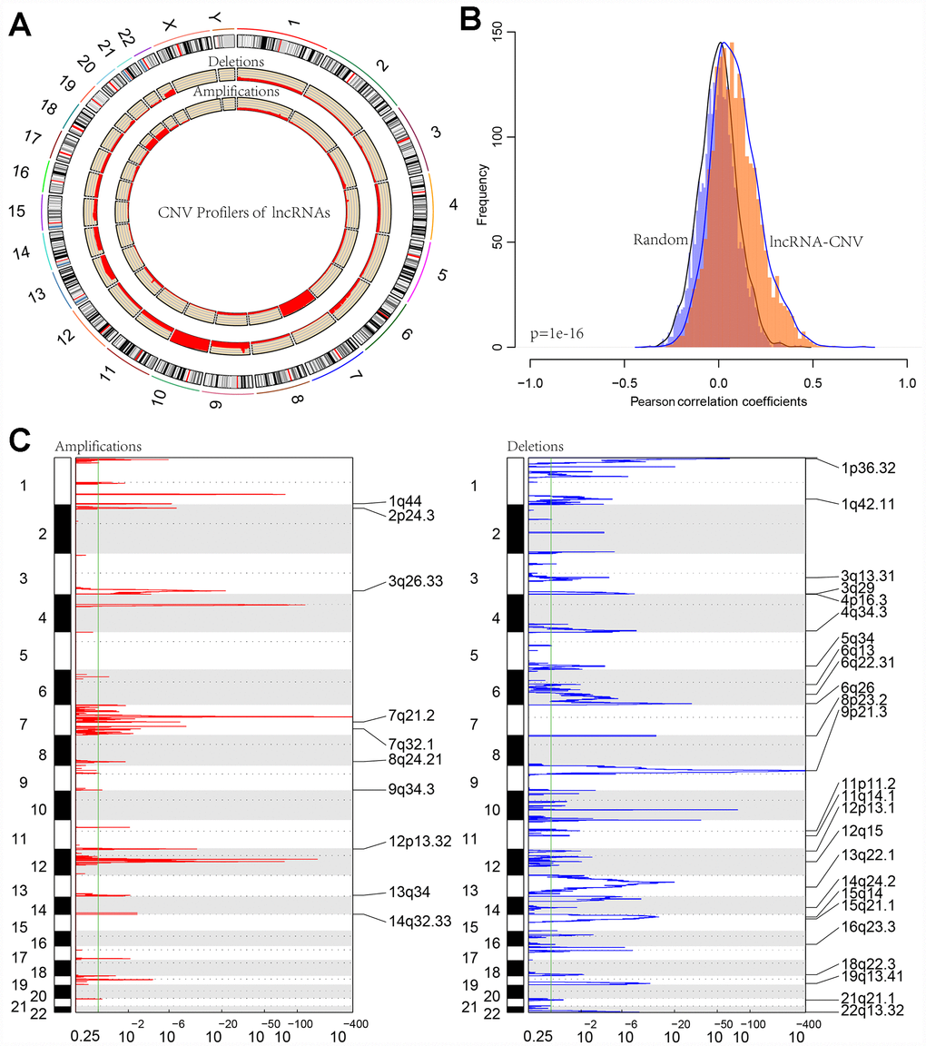 (A) CIRCOS plot shows the genome-wide view of CNV in lncRNA genes. The outer ring sections represent the chromosomes. Each section/chromosome size is relative to each other. The CIRCOS plot is divided into three tracks. The histogram in the outer track displays the CNV of the GBM-related lncRNAs. The two inner tracks display amplification and deletion of chromosome. (B) The distribution of Pearson correlation coefficients between copy number and expression profiles of lncRNAs. (C) The lncRNAs located in the focal CNA peaks are GBM-related. FDRs (q values) and scores from GISTIC 2.0 for alterations (x-axis) are plotted against genome positions (y-axis); dotted lines indicate the centromeres. The amplifications and deletions of lncRNAs are also shown.