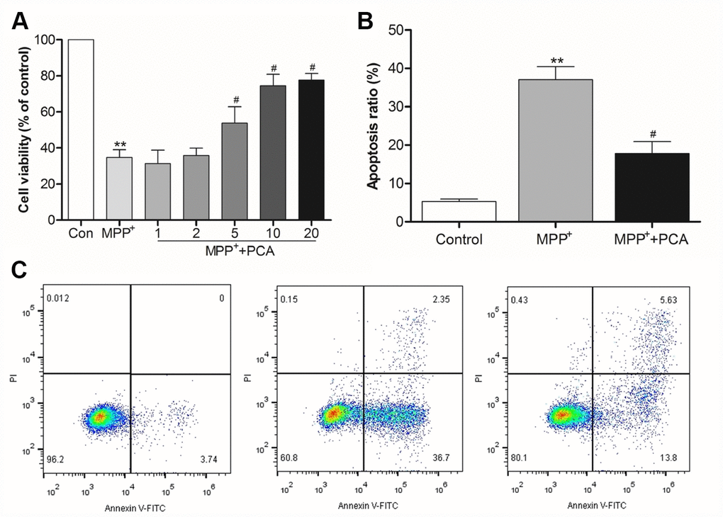 PCA reduced cytotoxicity and apoptosis in MPP+-incubated SH-SY5Y cells. (A) Histogram showing cell viability at different dosages of PCA. (B) Quantification analysis of apoptosis rate. (C) Representative pictures of flow cytometry for apoptosis in each group. Data were presented as mean ± S.D., n = 6; **Pvs. control group; #Pvs. MPP+group.