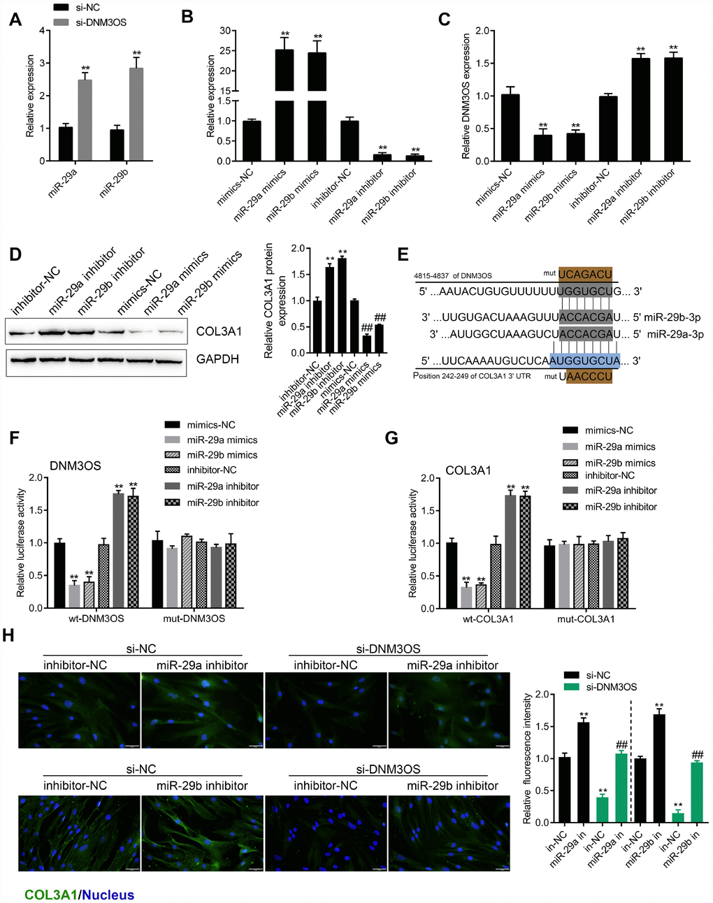 miR-29a and miR-29b directly bind the DNM3OS and COL3A1 3'UTR to negatively regulate their expression (A) PrSCs were transfected with si-DNM3OS and examined for the expression of miR-29a/29b by real-time PCR. (B) miR-29a/29b overexpression or inhibition conducted in PrSCs by transfection of miR-29a/29b mimics or inhibitor and confirmed by real-time PCR. (C) PrSCs were transfected with miR-29a/29b mimics or inhibitor and examined for the expression of DNM3OS by real-time PCR. (D) PrSCs were transfected with miR-29a/29b mimics or inhibitor and examined for the protein levels of COL3A1. (E) A schematic diagram showing the predicted binding sites between miR-29a/29b and DNM3OS or COL3A1. Wild- and mutant-type DNM3OS or COL3A1 3'UTR luciferase reporter vectors were constructed. Mutant-type vectors contained a 7-bp mutation in the predicted miR-29a/29b binding site. (F–G) 293T cells were cotransfected with these vectors and miR-29a/29b mimics or inhibitor and examined for luciferase activity. (H) PrSCs were cotransfected with si-DNM3OS and miR-29a/29b inhibitor and examined for the protein content and distribution of COL3A1 by IF staining (scale bar: 50 μM). **P