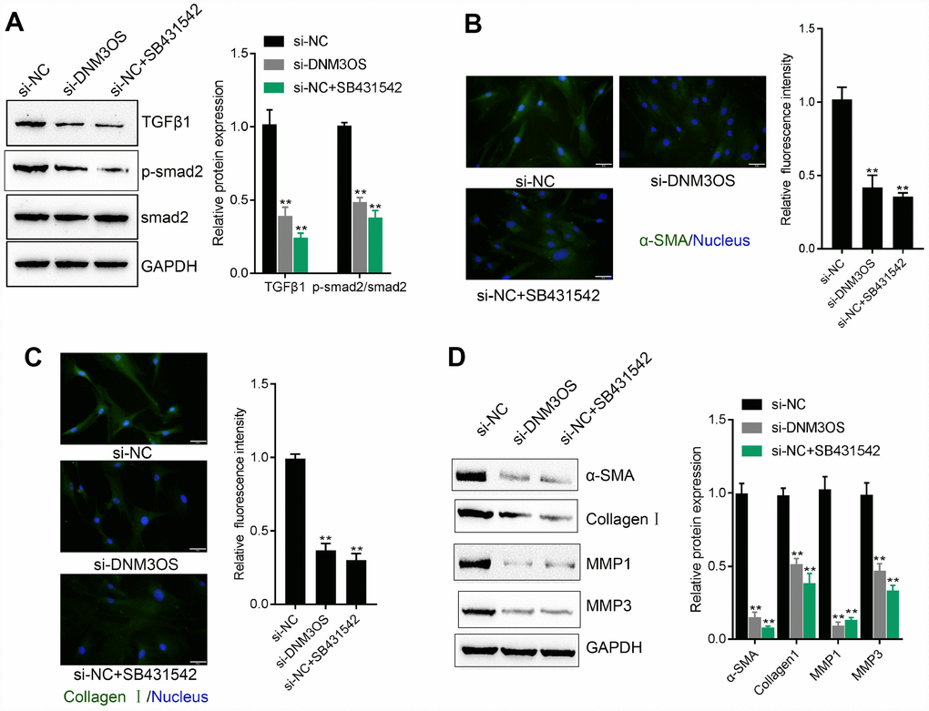 Similar effects of DNM3OS silencing and SB431542 on ECM components and TGFβ1 downstream signaling PrSCs were transfected with si-DNM3OS or treated with the TGFβ1 inhibitor SB431542 and examined for (A) the protein levels of TGFβ1, p-Smad2, and Smad2 by immunoblotting; (B–C) the protein content and distribution of α-SMA and Collagen I by IF staining (scale bar: 50 μM) and (D) the protein levels of α-SMA, Collagen I, MMP1, and MMP3 by immunoblotting. **P