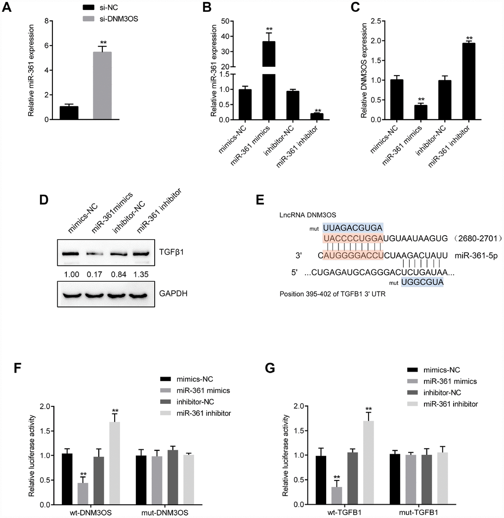 DNM3OS competes for miR-361 binding to counteract miR-361-mediated TGFβ1 suppression (A) PrSCs were transfected with si-DNM3OS and examined for the expression of miR-361 by real-time PCR. (B) miR-361 overexpression or inhibition conducted in PrSCs by transfection of miR-361 mimics or inhibitor, as confirmed by real-time PCR. (C) PrSCs were transfected with miR-361 mimics or inhibitor and examined for the expression of DNM3OS by real-time PCR. (D) PrSCs were transfected with miR-361 mimics or inhibitor and examined for the protein levels of TGFβ1. (E) A schematic diagram showing the predicted binding sites between miR-361 and DNM3OS or TGFβ1. Wild- and mutant-type DNM3OS or TGFβ1 3'UTR luciferase reporter vectors were constructed. Mutant-type vectors contained a 7- or 10- bp mutation in the predicted miR-361 binding site. (F–G) 293T cells were cotransfected with the vectors and miR-361 mimics or inhibitors and examined for luciferase activity. **P