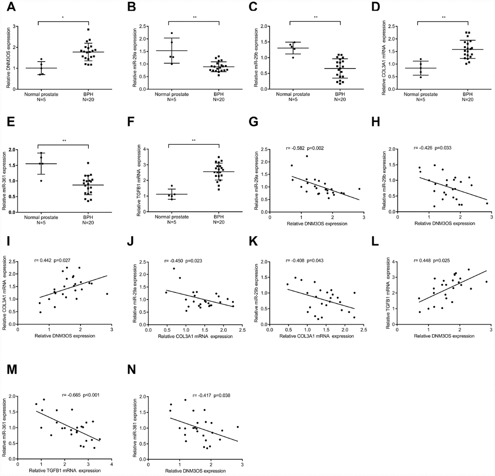 The expression and correlation of DNM3OS, miR-29a/29b/361, COL3A1, and TGFβ1 in tissue samples (A–F) The expression of DNM3OS, miR-29a/29b/361, COL3A1, and TGFβ1 in normal prostate and BPH tissue samples (n = 20) determined by real-time PCR. (G–N) The correlation of DNM3OS, miR-29a/29b/361, COL3A1, and TGFβ1 in tissue samples analyzed by Pearson’s correlation analyses.