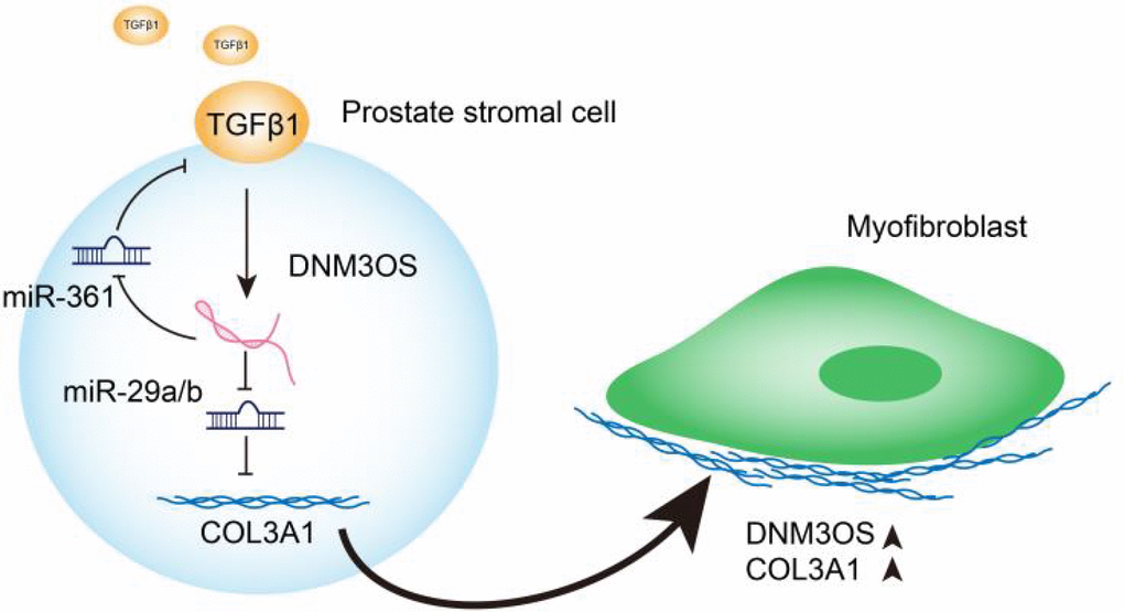 Graphical abstract: A schematic diagram of the proposed mechanisms of LncRNA DNM3OS-mediated TGFβ1-induced PrSC transformation into myofibroblasts.