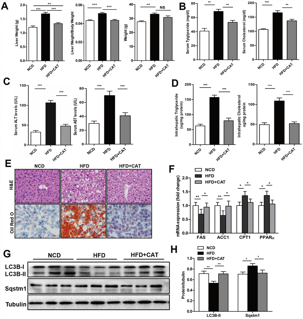 CAT ameliorates liver steatosis in HFD-fed mice. Mice were treated with CAT (50 mg/kg/d) or vehicle by oral gavage for 4 weeks. (A) Gross images of liver tissue and changes in liver and body weights. (B) Serum TG and TC levels. (C) Serum ALT and AST levels. (D) Liver TG and TC content normalized to total protein. (E) Representative photomicrographs of liver sections stained with H&E and Oil Red O. Scale bars: 50 μm. (F) mRNA expression levels of hepatic lipogenic genes ACC1α and FAS and fatty acid oxidation genes PPARα and CPT1. Data are expressed as fold-change relative to NCD mice. (G) Representative western blot analysis of LC3B-II and Sqstm1/P62. (H) LC3B-II and P62 band densities were normalized to tubulin. Means ± SD were calculated from three independent experiments. One-way ANOVAs with Tukey post-hoc tests were performed. n =5 per group. *P **P ***P 