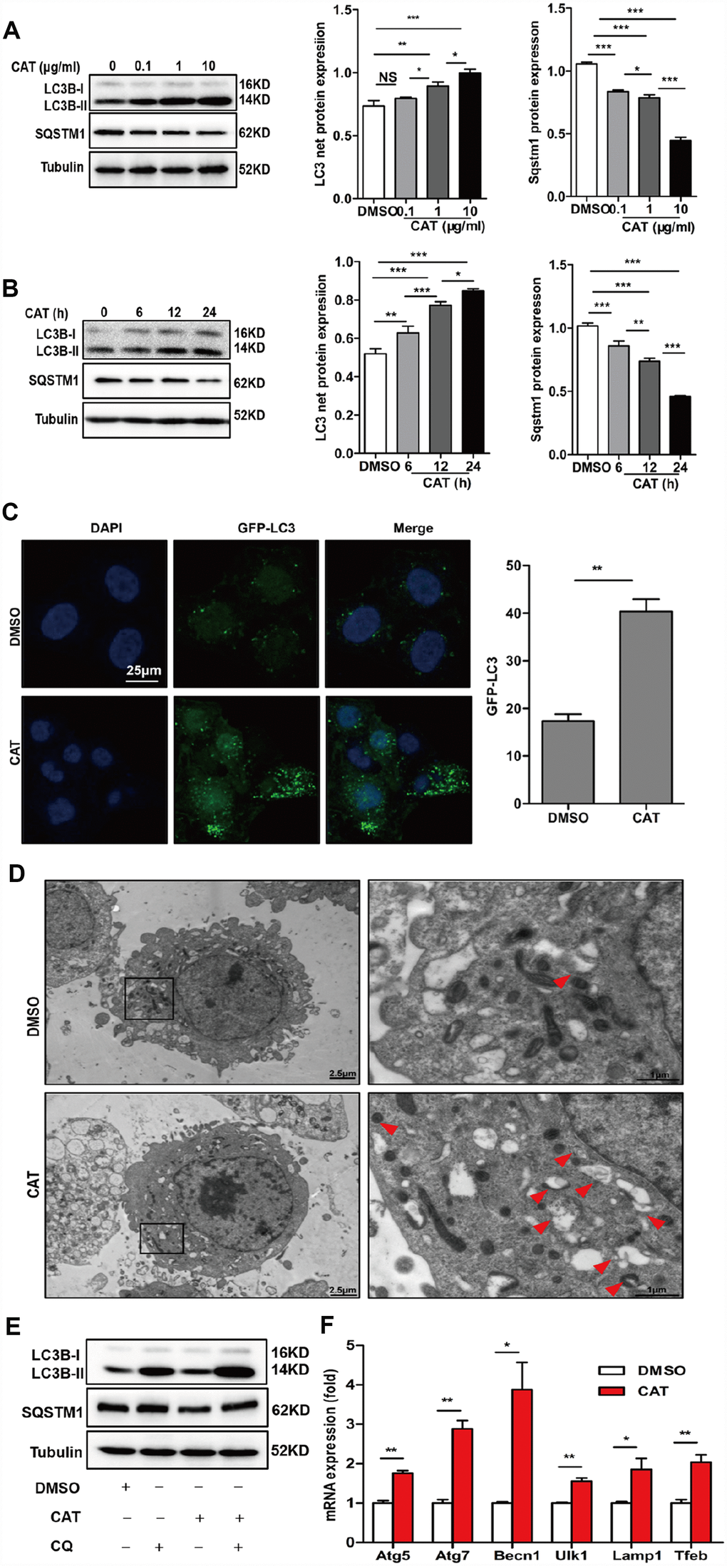 CAT induced autophagy in hepatocytes. (A) Dose-dependent induction of autophagy by CAT. Representative immunoblot analysis of LC3-II and SQSTM1 expression in lysates from HepG2 cells that were treated with CAT or control solvent (dimethyl sulfoxide, DMSO) at the indicated concentrations for 24 h. (B) Time-dependent induction of autophagy by CAT. Immunoblot detection of LC3-II and SQSTM1 expression in HepG2 cells treated with CAT (10 μg/mL) or DMSO for the indicated time. (C) HepG2 cells were transduced with an GFP-LC3 plasmid for 48 h and then treated with CAT (10 μg/mL) for 24h. Cells were observed by fluorescence microscopy to evaluate the number expressing GFP-LC3. (D) Representative electron microscopic pictures of HepG2 cells treated with CAT for 24 h. Arrows indicate autophagosomes. (E) Immunoblot analysis of LC3-II and SQSTM1 expression in HepG2 cells treated with 10 μg/mL CAT for 24 h in the absence or presence of 50 mM chloroquine (CQ) for the last 2 h. (F) qPCR analysis of autophagy-related and lysosomal genes in CAT-treated HepG2 cells. Means ± SD were calculated from three independent experiments. *P **P 