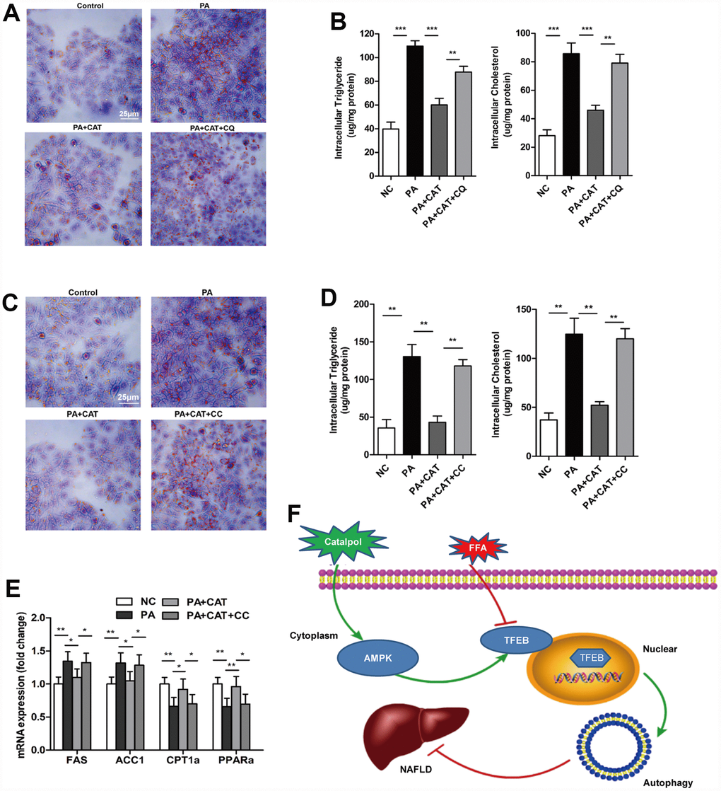 CAT ameliorated liver steatosis by inducing autophagy via AMPK. Cells were treated with 0.3 mM PA and 10 μg/mL CAT for 24 h in the presence or absence of 50 mM chloroquine (CQ) for 2 h. HepG2 cells were stained with Oil Red O (A), and intracellular TG and TC were quantitatively analyzed (B). Scale bars: 25 μm. HepG2 cells treated with 0.3 mM PA, 10 μg/mL CAT for 24 h, and 10 μM compound C (CC) for 24 h. Cells were stained with Oil Red O (C), and intracellular TG and TC were quantitatively analyzed (D). Scale bars: 25 μm. (E) Expression of hepatic lipogenic genes ACC1α and FAS and fatty acid oxidation genes PPARα and CPT1 was quantitatively analyzed (n=3). (F) A schematic illustration demonstrating the role of CAT in NAFLD and the effect of CAT on autophagy. *P **P ***P 