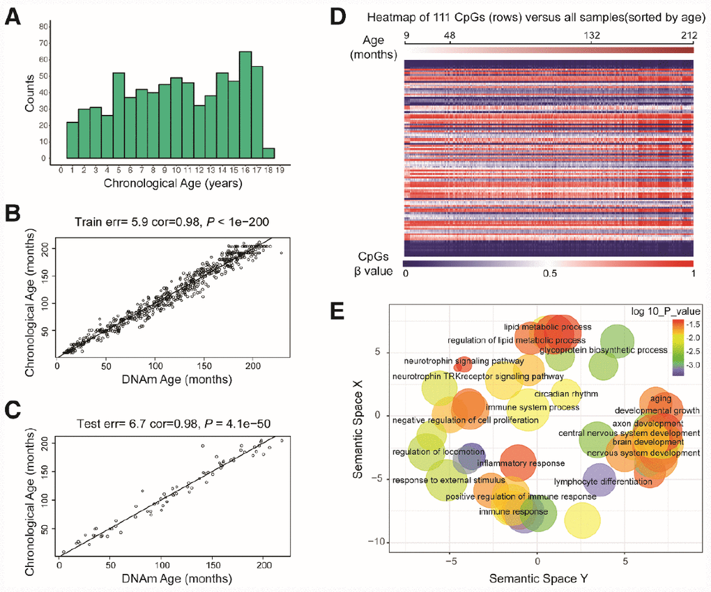 Characteristics of the prediction model. (A) Histogram of the age distribution for healthy children. The x-axis represents the chronological age of the individuals (age unit is years) and the y-axis (counts) represents the number of individuals. (B) Scatterplot of the DNA methylation (DNAm) age (x-axis) against the chronological age (y-axis) for the individuals in the training sets (age unit is months). For the training data, the correlation between the DNAm age and chronological age was 0.98, and the error (median absolute difference) was 5.9 months. (C) Scatterplot of the DNAm age (x-axis) against the chronological age (y-axis) for individuals in the test sets (age unit is months). For the test data, the correlation was 0.98 and the error was 6.7 months. (D) Heatmap of the DNA methylation levels of 111 CpG sites. Each row represents one CpG site, and the blue to red color spectrum represents β values from 0 to 1. The individuals are sorted by age (9 to 212 months), and it can be seen that the DNA methylation levels change with age. (E) Gene ontology analysis of the 111 CpG sites revealed several ontologies (P 